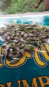 Diduga Karena aktifitas Galian C ilegal Ribuan Ikan milik masyarakat Mati