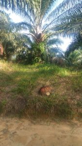 Kemana Hasil Kebun KKPA Maju Bersama desa Siabu Seluas 600 Ha Berikut Penjelasan Surya Rinaldi