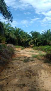 60 milyar Hutang Koperasi Maju Bersama Desa Siabu, Siapa Yang Menikmati, Begini Kata Surya Rinaldi