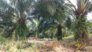 “Kebun KKPA Masyarakat Siabu Dibandar Picak, Kades Bandar Picak Bingung ” Lokasinya Dimana, Berikut Penjelasannya,