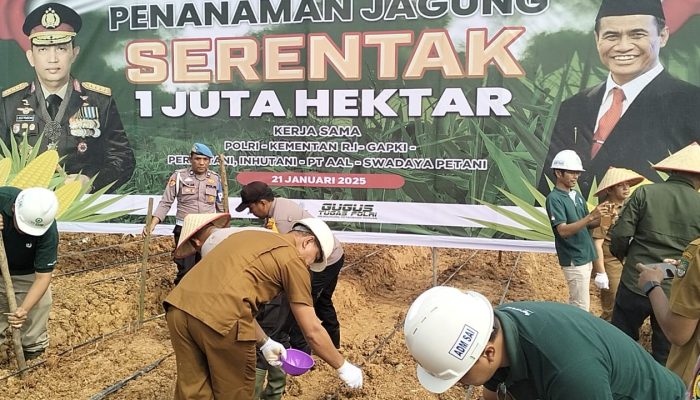 Kolaborasi Pemkab Rokan Hulu dan PT SAI dalam Penanaman Jagung Serentak 1 Juta Hektar