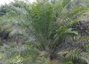 BBKSDA Riau Diduga Tutup Mata terhadap Perambahan Suaka Margasatwa di Kampar