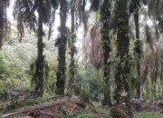 Perusahaan Sawit PMKS Diduga Serobot Hutan Boncah Lida Kampa, Masyarakat Resah