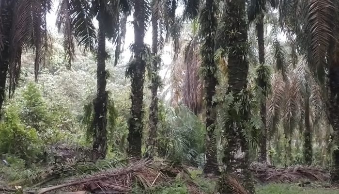 Perusahaan Sawit PMKS Diduga Serobot Hutan Boncah Lida Kampa, Masyarakat Resah