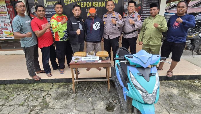 Polsek Rokan IV Koto Berhasil Bongkar Jaringan Narkotika Antar Provinsi, 2 Kg Ganja Disita