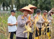 Panen Raya Jagung Serentak di Desa Pasir Agung, Bukti Nyata Ketahanan Pangan Nasional