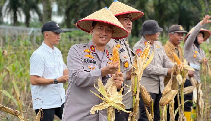 Panen Raya Jagung Serentak di Desa Pasir Agung, Bukti Nyata Ketahanan Pangan Nasional