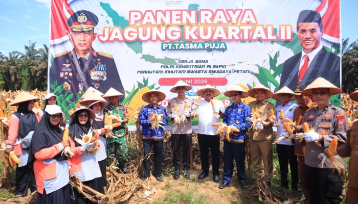 PT Tasma Puja Panen Raya Jagung Tahap II, Tunjukkan Komitmen Kuat pada Ketahanan Pangan Nasional”