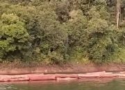 Ratusan Tual Kayu Misterius Mengapung di Danau PLTA Koto Panjang, Pihak Berwenang Belum Tersambung