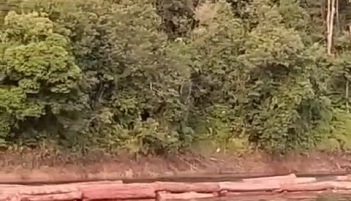 Ratusan Tual Kayu Misterius Mengapung di Danau PLTA Koto Panjang, Pihak Berwenang Belum Tersambung