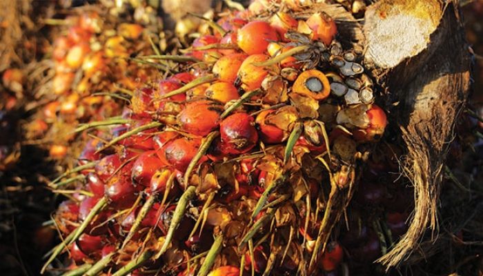 Pemprov Riau Warning Keras! Perusahaan Dilarang Beli TBS Ilegal, Ancaman Penjara 15 Tahun Menanti