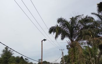 Warga Siabu Blokir Akses Truk Perusahaan, Aksi Spontan Dipicu Kekecewaan terhadap Kebun KKPA