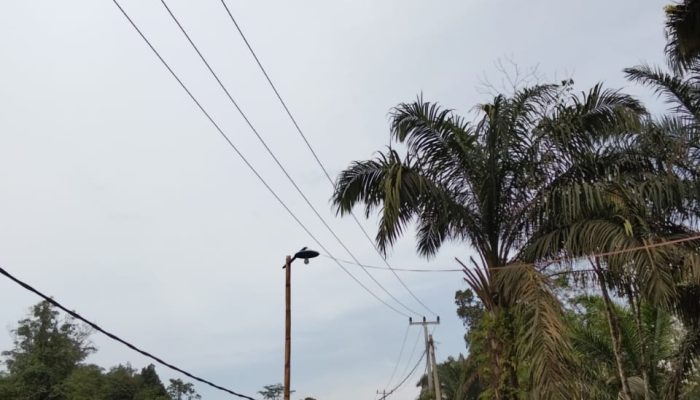 Warga Siabu Blokir Akses Truk Perusahaan, Aksi Spontan Dipicu Kekecewaan terhadap Kebun KKPA