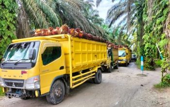Penyegelan Kebun PT. Torus Ganda Diduga Hanya Sandiwara, TBS Ilegal Mengalir Deras