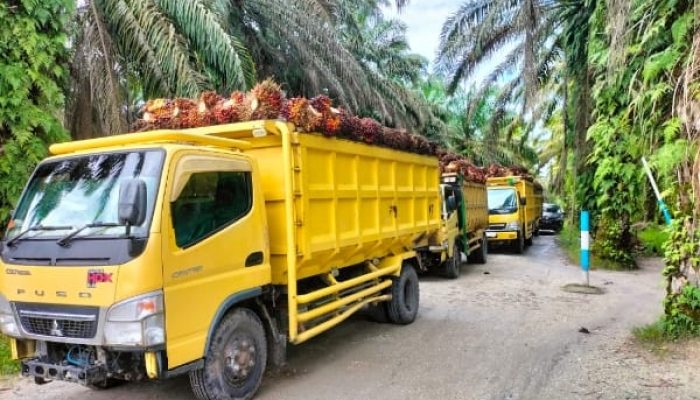 Penyegelan Kebun PT. Torus Ganda Diduga Hanya Sandiwara, TBS Ilegal Mengalir Deras