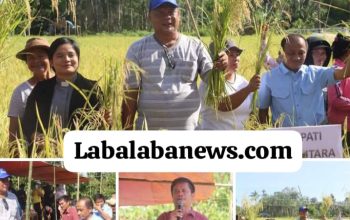 Nias Utara Berhasil Panen Raya, Bupati, Ini adalah Keberhasilan Kita Bersama