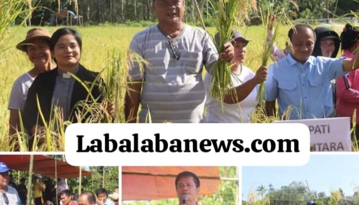 Nias Utara Berhasil Panen Raya, Bupati, Ini adalah Keberhasilan Kita Bersama