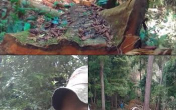 Deforestasi Mengkhawatirkan Luas Hutan Indonesia Terus Menyusut, Bagaimana Nasib TNKS dan Hutan Lindung di Sumbar