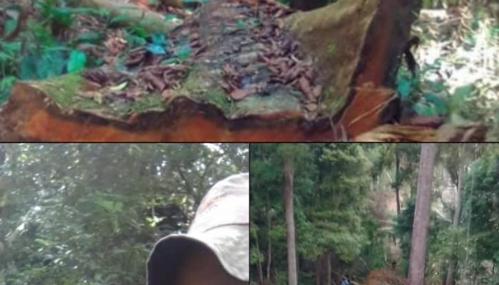 Deforestasi Mengkhawatirkan Luas Hutan Indonesia Terus Menyusut, Bagaimana Nasib TNKS dan Hutan Lindung di Sumbar