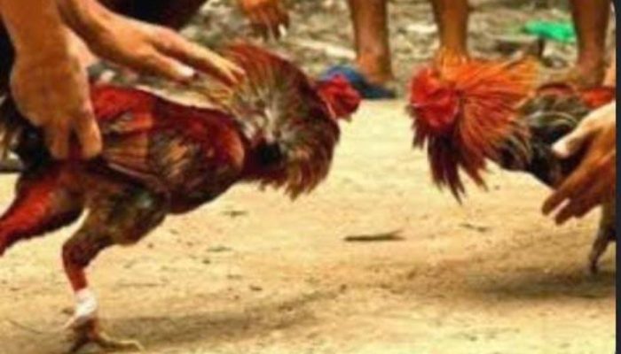Perjudian Sabung ayam Dijalan Rambutan Kota Pekanbaru, Warga Minta APH Bertindak Secara Tegas