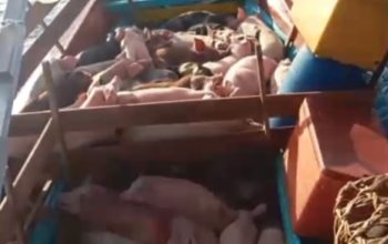 TNI AL Gagalkan Penyeludupan 227 Ekor Babi Ilegal Di Nias Utara