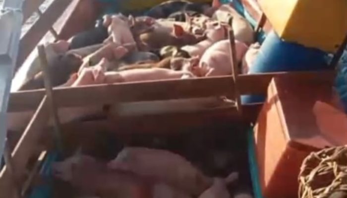 TNI AL Gagalkan Penyeludupan 227 Ekor Babi Ilegal Di Nias Utara