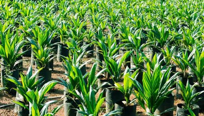 Skandal ‘Kecambah Gaib’ di Kampar Tender Belum Tayang, Disbunnak Diduga Sudah Borong 20 Ribu Bibit PPKS