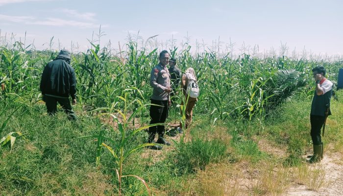 Kapolsek Bangkinang Barat Cek Lahan Jagung di PT Simas Sawit Aliantan