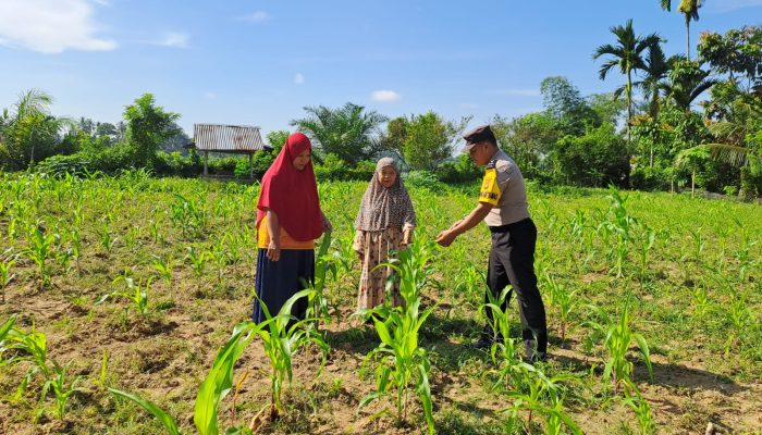 Dukung Asta Cita,Polsek Bangkinang Barat, Meninjau Perkembangan Tanaman jagung