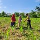 Dukung Asta Cita,Polsek Bangkinang Barat, Meninjau Perkembangan Tanaman jagung