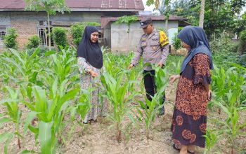 Mendukung penuh arahan presiden polsek bangkinang barat tinjau tanaman jagung dipulau jambu
