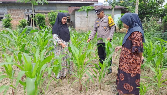 Mendukung penuh arahan presiden polsek bangkinang barat tinjau tanaman jagung dipulau jambu
