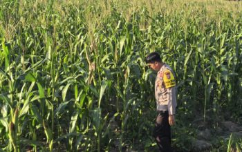 Polsek bangkinang barat, Cek Lahan jagung disalo timur
