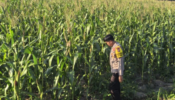 Polsek bangkinang barat, Cek Lahan jagung disalo timur