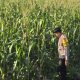 Polsek bangkinang barat, Cek Lahan jagung disalo timur