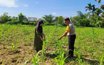 Desa Pulau Jambu Tanam Jagung April, Diprediksi Panen Agustus
