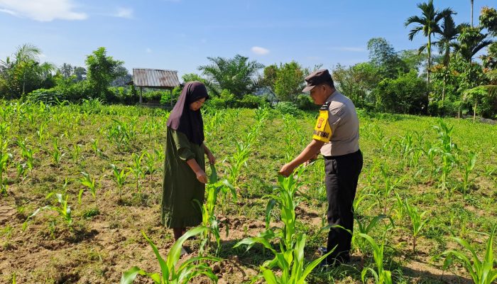 Desa Pulau Jambu Tanam Jagung April, Diprediksi Panen Agustus