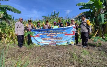 Polsek Dumai Timur Panen Jagung Bersama Kelompok Tani Darat Jaya