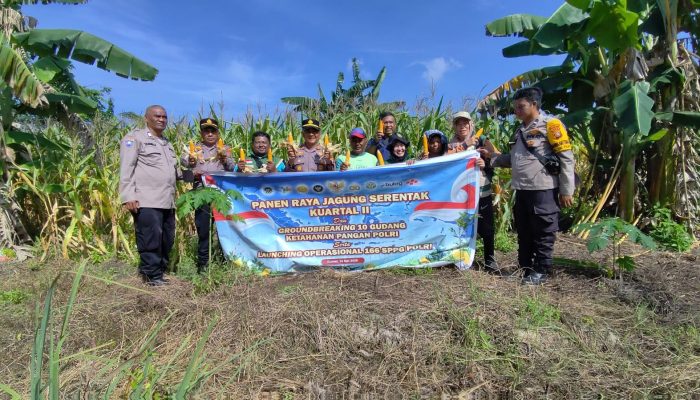 Polsek Dumai Timur Panen Jagung Bersama Kelompok Tani Darat Jaya