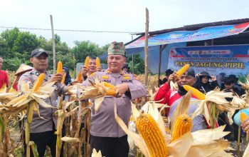 Kapolsek Kampar AKP Asdisyah Mursyid, SH Saat Panen Jagung Pipil bersama warga