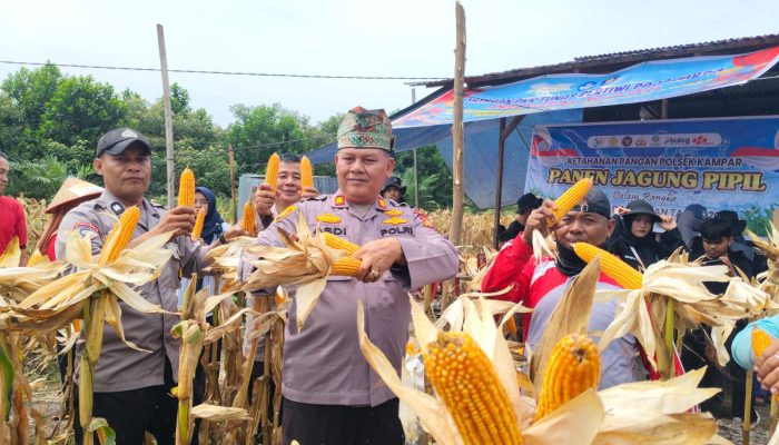 Kapolsek Kampar AKP Asdisyah Mursyid, SH Saat Panen Jagung Pipil bersama warga